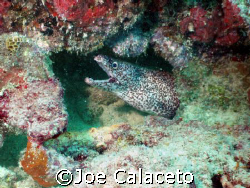 Spotted Moray - Malmuk Reef by Joe Calaceto 